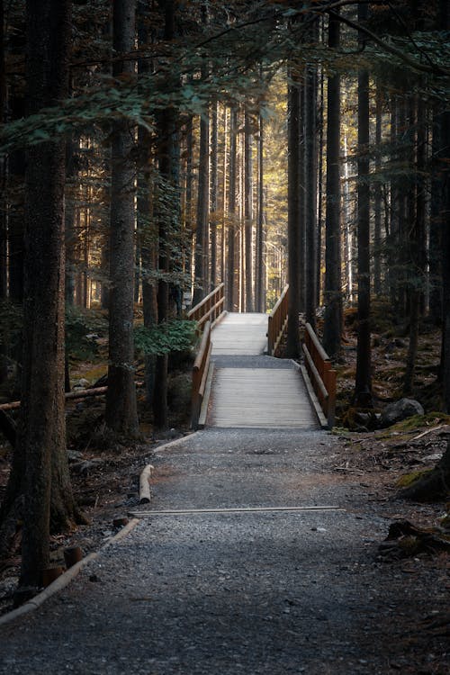 A Walkway in the Forest