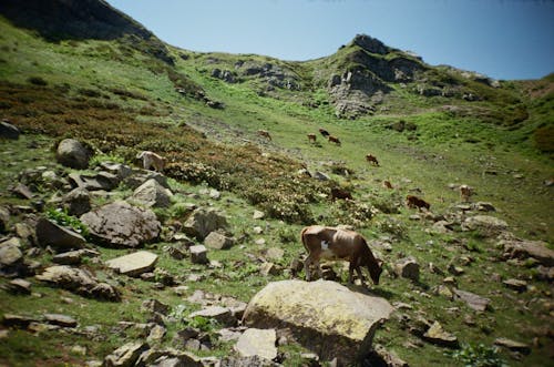 Cattles Grazing on Highland