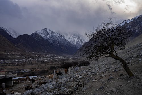 Free stock photo of балкария, горы, деревня в горах