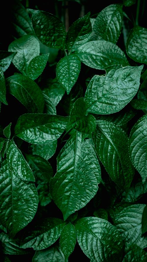 Free Lush green leaves captured in a close-up shot, showcasing nature's details and textures. Stock Photo