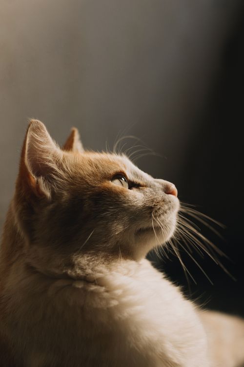 Free A serene close-up of a domestic cat in profile with soft lighting accentuating its features. Stock Photo