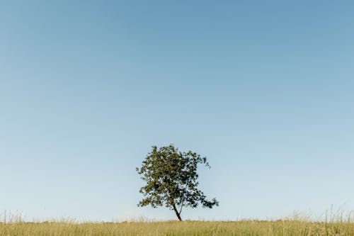 Darmowe zdjęcie z galerii z błękitne niebo, drzewo, krajobraz