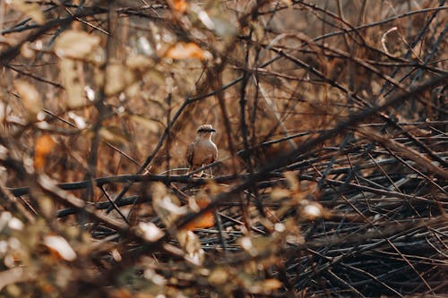 Immagine gratuita di animale, appollaiato, fotografia di animali