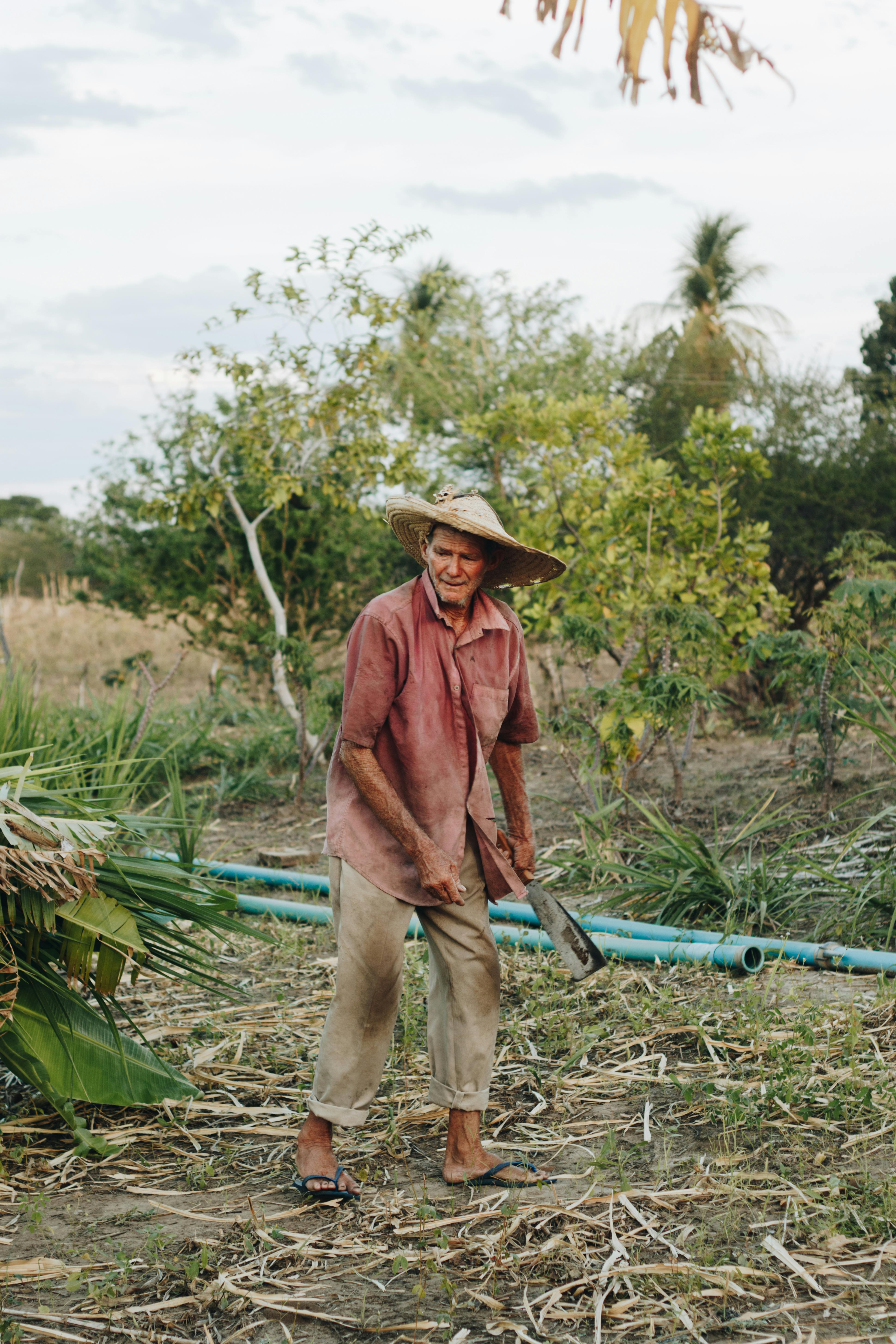 An elderly man laboring in the rural fields of Paulista, Brazil, showcasing traditional farming techniques.