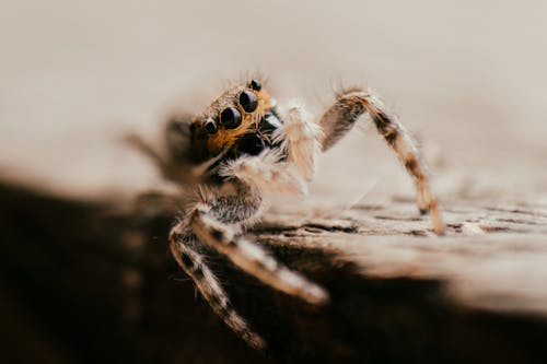 Δωρεάν στοκ φωτογραφιών με macro shot, ανατριχιαστικός, αράχνη Φωτογραφία από στοκ φωτογραφιών