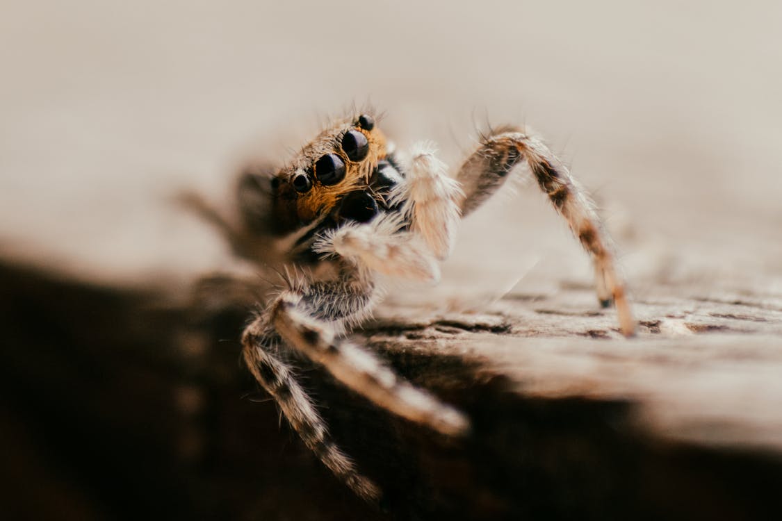 Macro Shot of a Spider