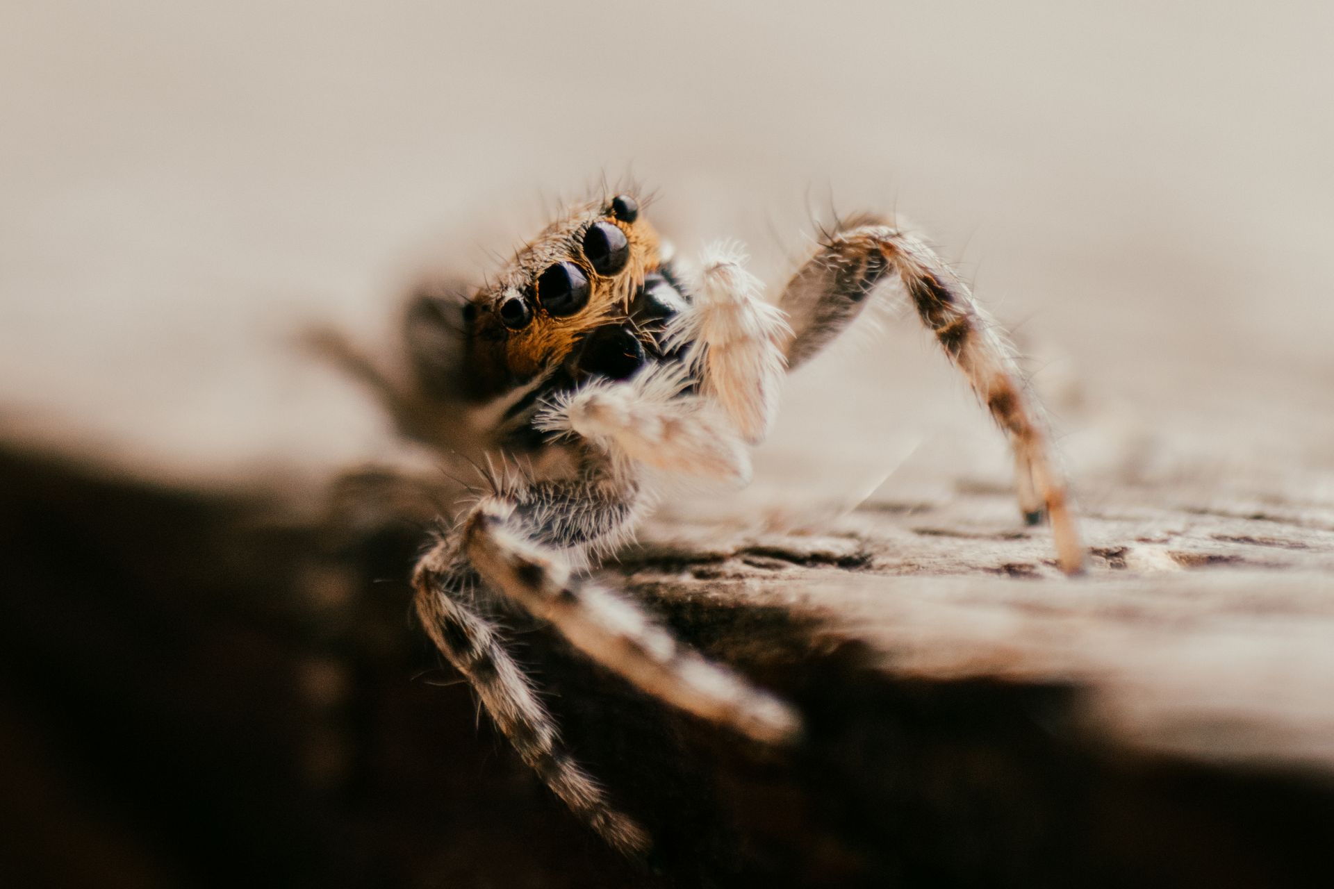 Macro shot of a hairy tarantula showcasing its eyes and legs on a wooden surface.