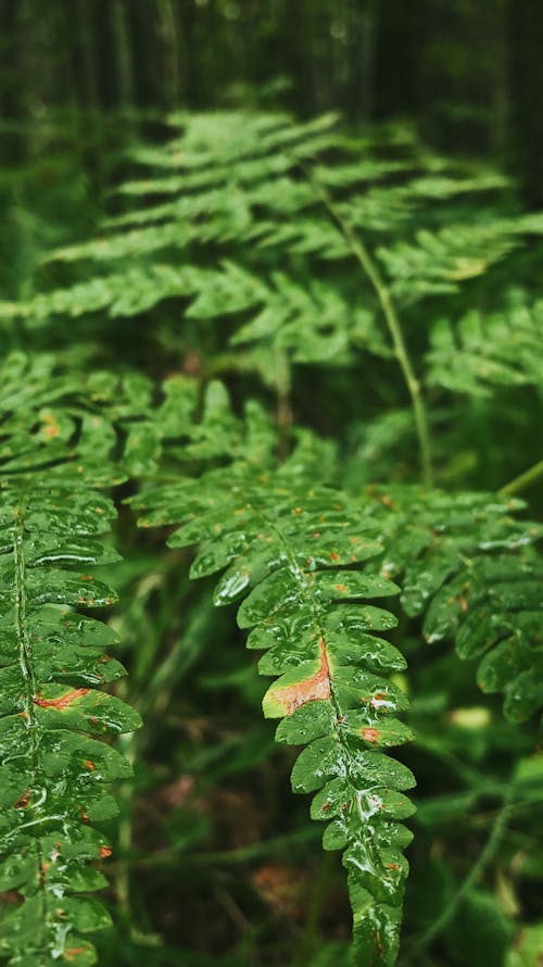 Kostenloses Stock Foto zu pflanze, pflanzen, wald