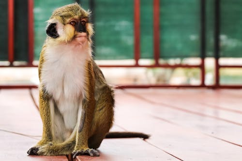 คลังภาพถ่ายฟรี ของ guenon, การถ่ายภาพสัตว์, ชั้น