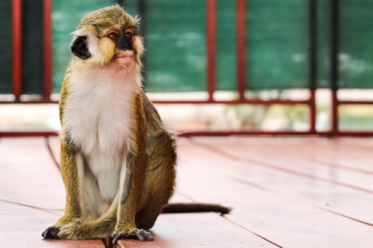 A Guenon Monkey Sitting On A Floor