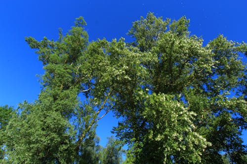 Free stock photo of blue sky and trees, summer, summer trees Stock Photo