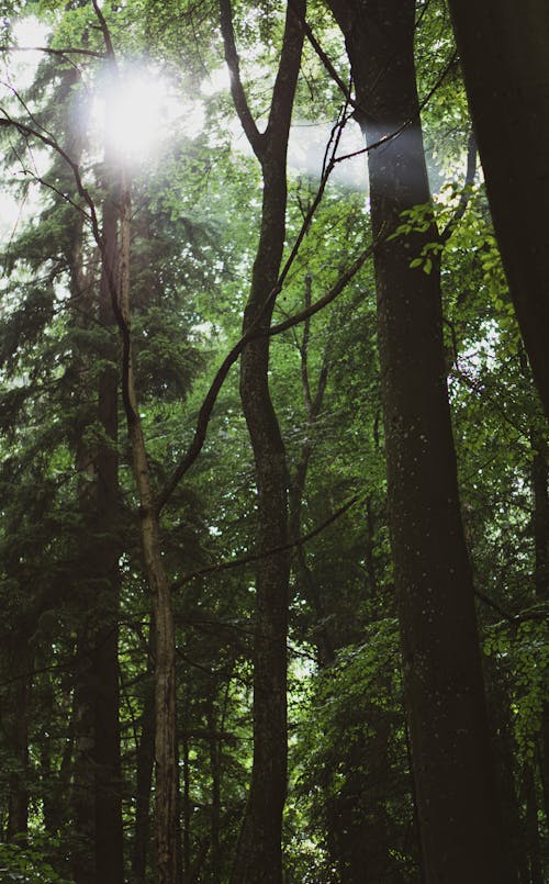 Gratis stockfoto met aarde, achtergrond, angst