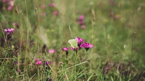 Gratis stockfoto met @buitenshuis, achtergrond, beest