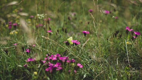 Gratis stockfoto met @buitenshuis, achtergrond, beest