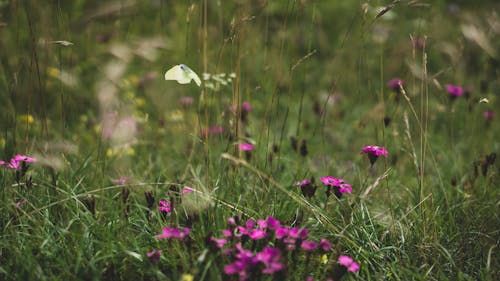 Gratis stockfoto met @buitenshuis, achtergrond, beest