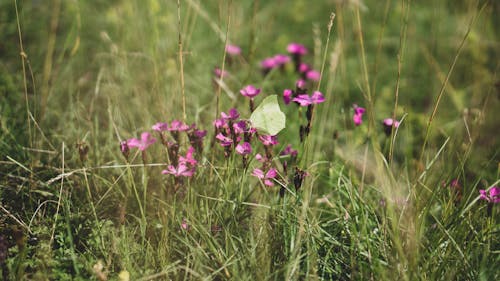 Gratis stockfoto met @buitenshuis, achtergrond, beest