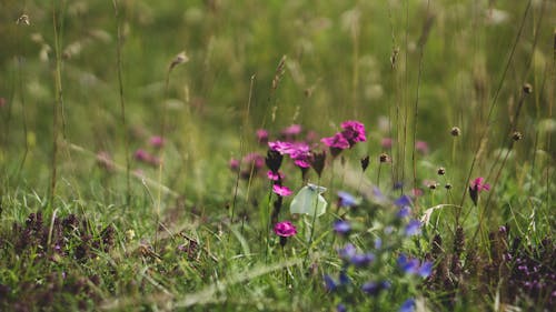 Gratis stockfoto met @buitenshuis, achtergrond, beest