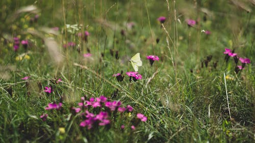 Gratis stockfoto met @buitenshuis, achtergrond, beest