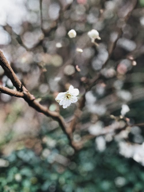 免費 白色的櫻花 圖庫相片