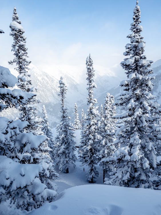 Snow Covered Pine Trees