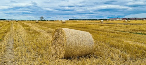 Free stock photo of blue sky, cereals, cornfield