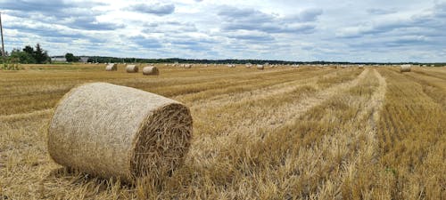 Free stock photo of blue sky, cereals, cornfield