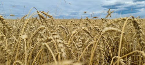 Free stock photo of blue sky, cereals, cornfield