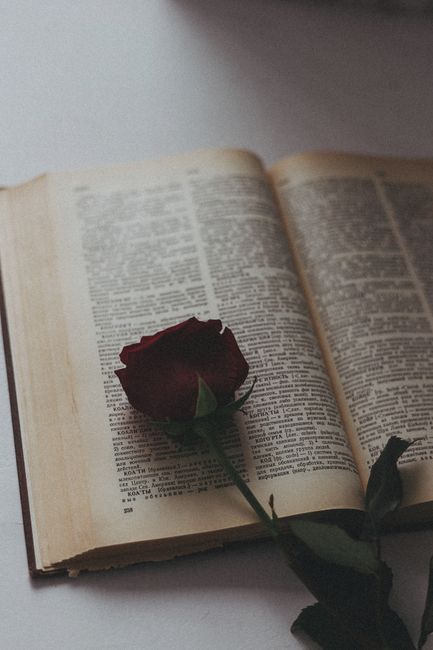 A beautiful red rose placed on an open book, symbolizing romance and knowledge.