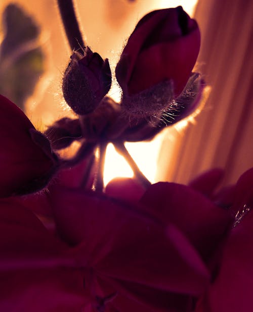 Fotobanka s bezplatnými fotkami na tému kvitnutie, perspektíva, reds