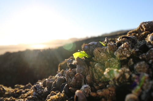 Gratis lagerfoto af oregon kysten