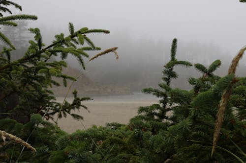 Gratis lagerfoto af morgen, oregon kysten