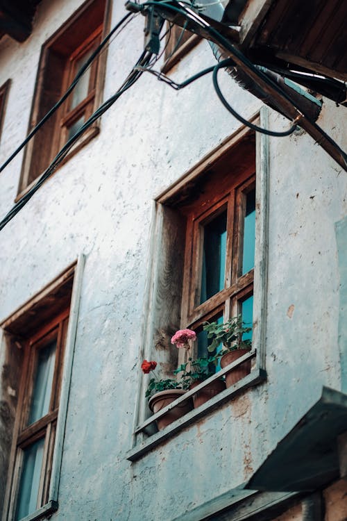 Foto stok gratis bunga-bunga, di luar rumah, dinding