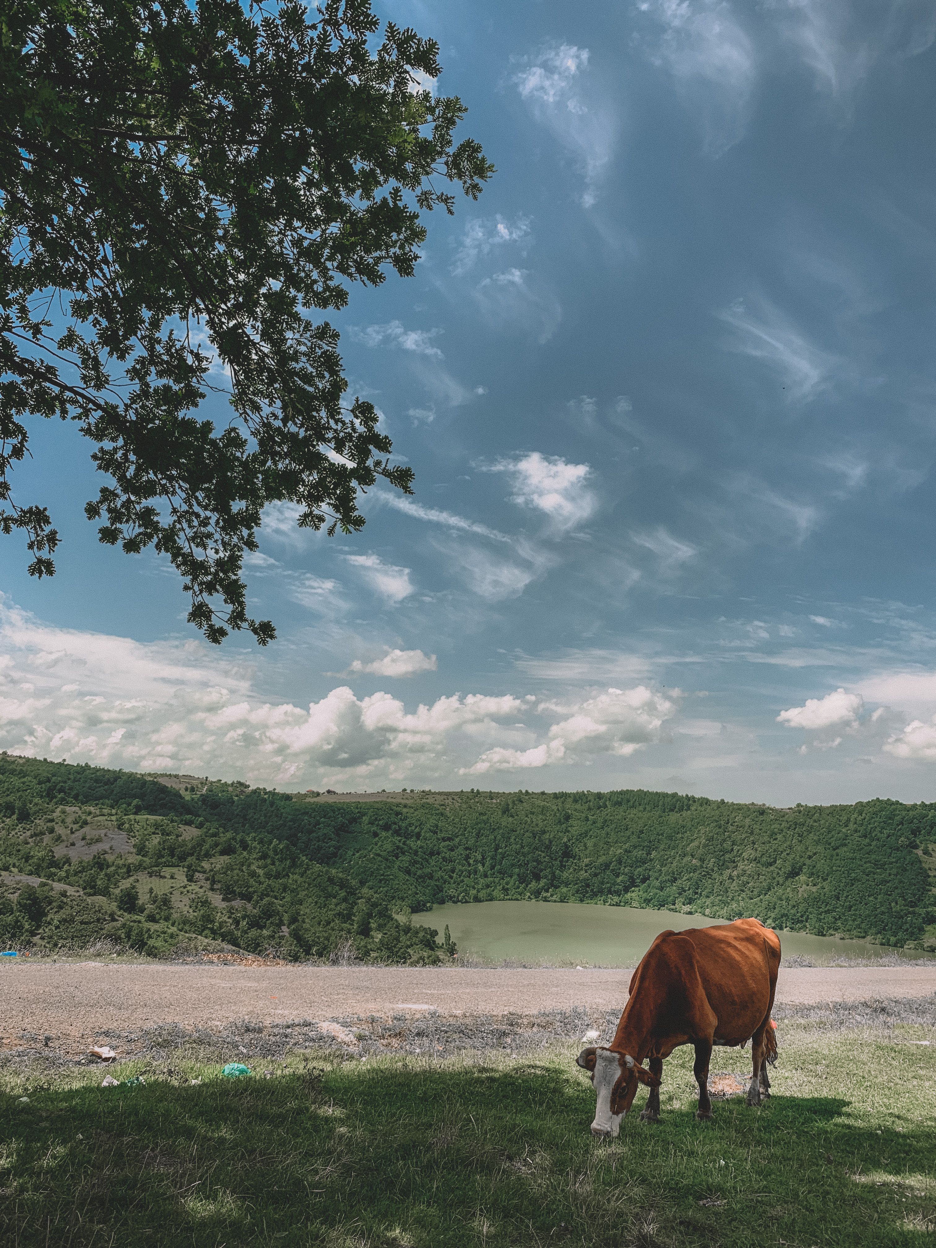 A Cattle Grazing on Grass · Free Stock Photo