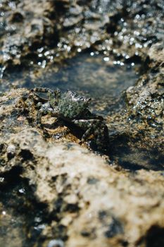 Detailed close-up of a crab nestled on a rugged rock by the water, showcasing marine wildlife.