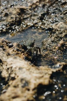 A crab resting on wet rocks along the seashore, captured in a natural setting.