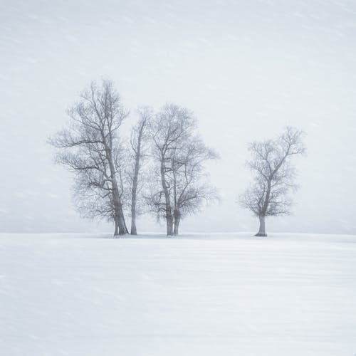 Ingyenes stockfotó csupasz fák, fehér, havas témában Stockfotó