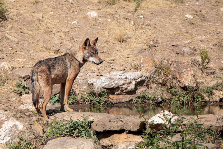 A wild Iberian wolf standing by a pond in the rocky landscape of Puebla de Sanabria.