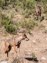 Wolves on the Grassland