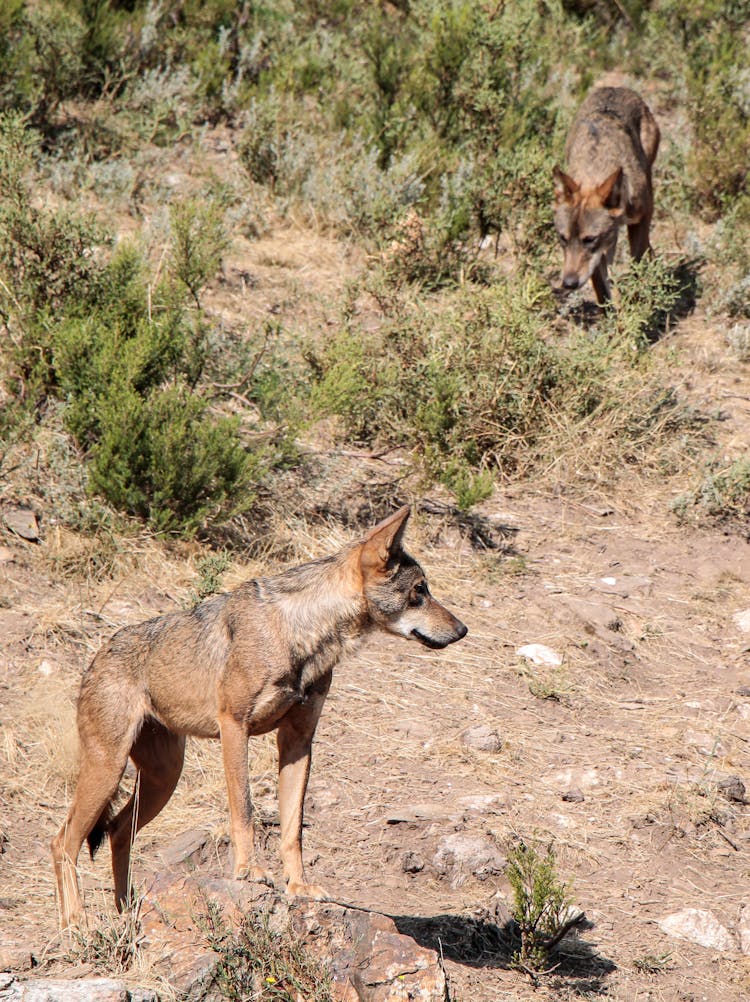 Wolves On The Grassland