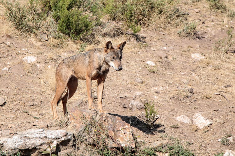 Wolf Standing On The Rocky Grassland