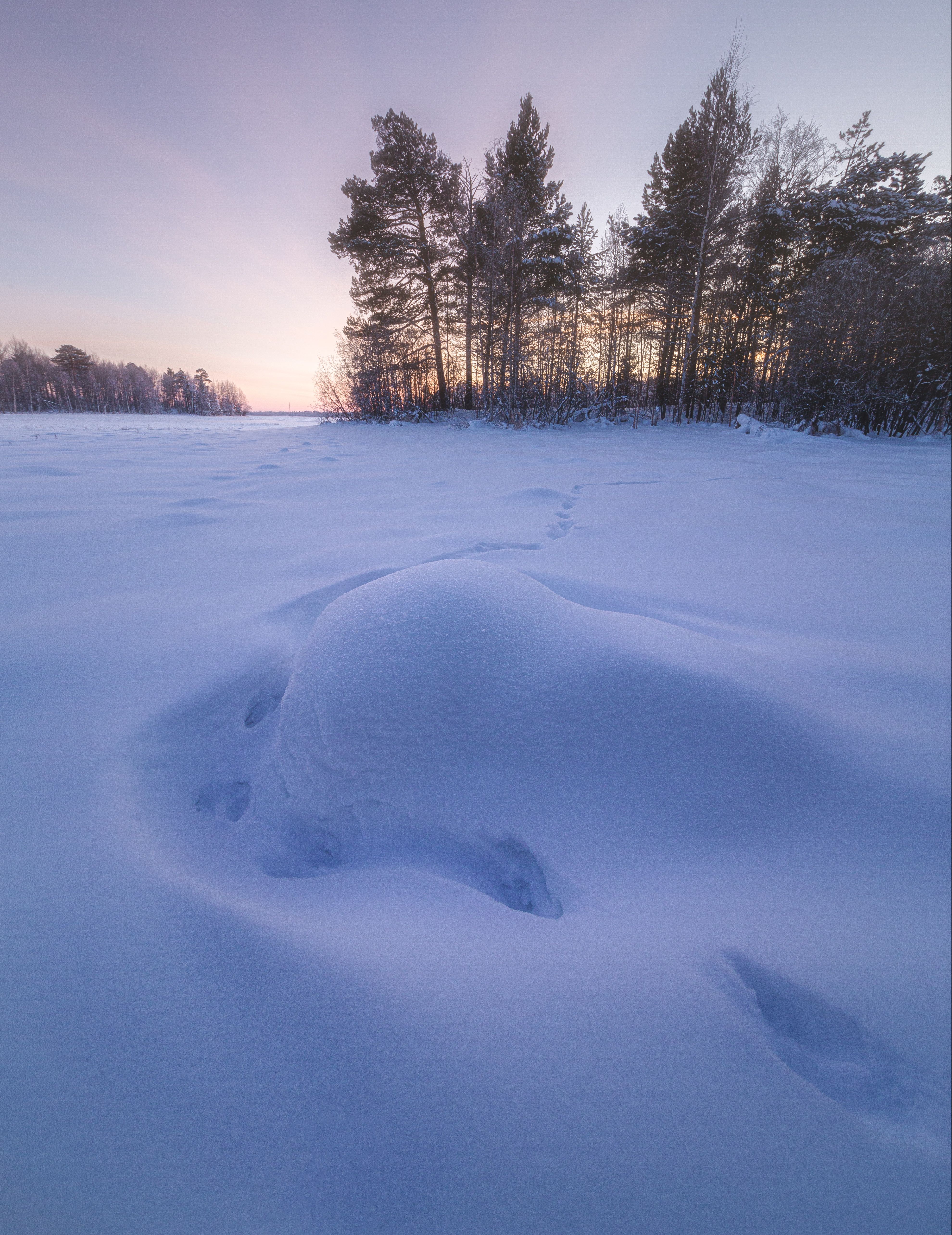 snow covered field with trees