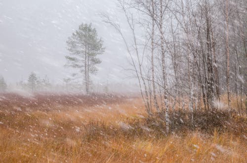 Snow Fall on the Green Grassland