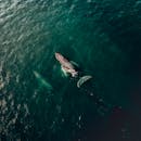 迷人的空中拍摄鲸鱼在深蓝色海水中游泳，展示海洋生物