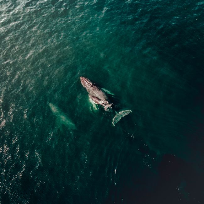 16. Kaikoura: Whale Watching and Coastal Delights 16. Kaikoura: Whale Watching and Coastal Delights