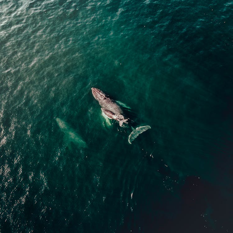 Birds Eye View Of Whale On Sea