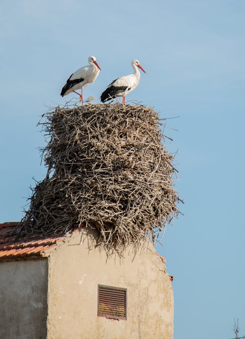 White Storks Standing on the Nest