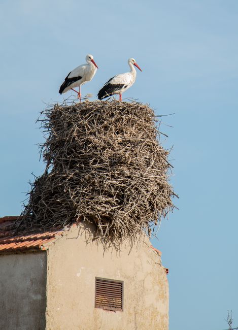 Two storks perched on a large nest atop a rooftop under a clear blue sky.