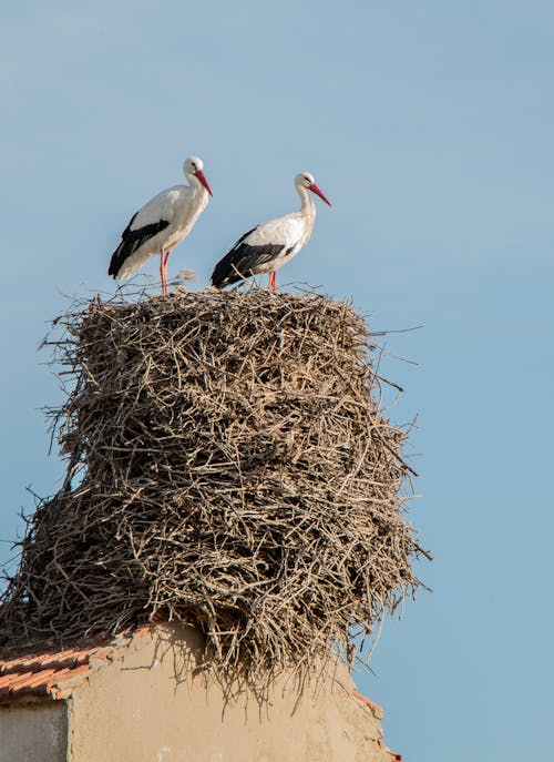 White Storks Standing on the Nest