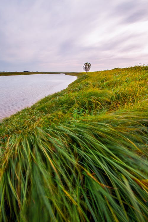 Free River in the Grassland Stock Photo