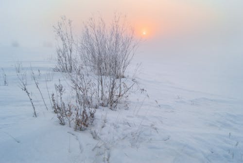 Immagine gratuita di freddo, inverno, nebbia
